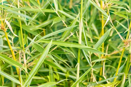 Fargesia robusta 'Campbell' - 175-200 CM C65 - image 2