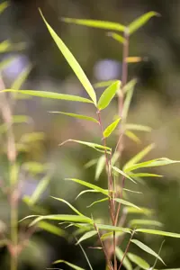 FARGESIA ROBUSTA FORMIDABLE