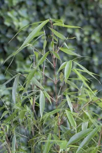 FARGESIA ROBUSTA FORMIDABLE 4.5L - image 4