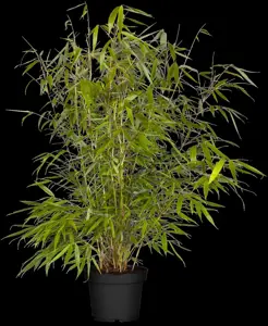 FARGESIA ROBUSTA FORMIDABLE 4.5L - image 3