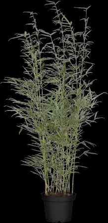 FARGESIA ROBUSTA FORMIDABLE 4.5L - image 2