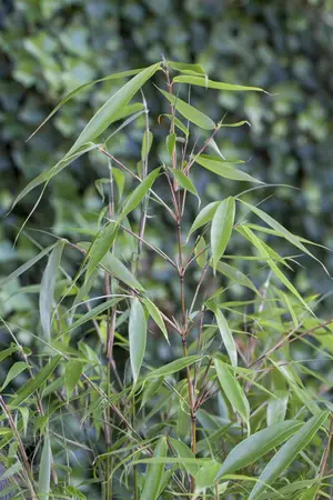 Fargesia robusta 'Pingwu' - 100-125 CM C15 - image 2