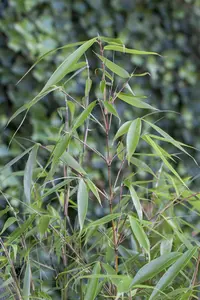 Fargesia robusta 'Pingwu' - 100-125 CM C15 - image 2