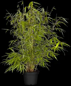 Fargesia robusta 'Pingwu' - 80-100 CM C6.5 - image 1