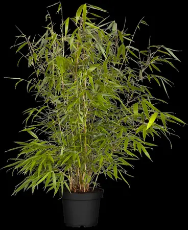 Fargesia robusta 'Pingwu' - 100-125 CM C15 - image 1