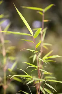 Fargesia robusta 'Wolong' - 150-175 CM C35 - image 4