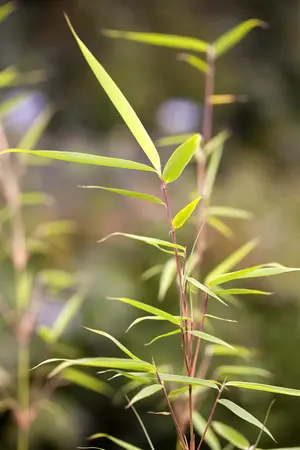 Fargesia robusta 'Wolong' - 175-200 CM C15 - image 1