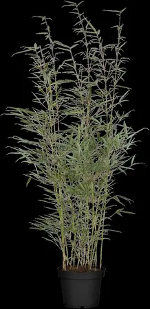 Fargesia robusta 'Wolong' - 150-175 CM C35 - image 2