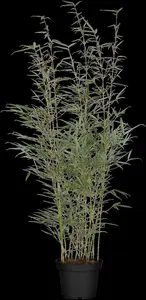 Fargesia robusta 'Wolong' - 150-175 CM C35 - image 2