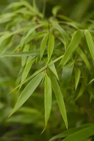 Fargesia rufa - LINERS P9 - image 5