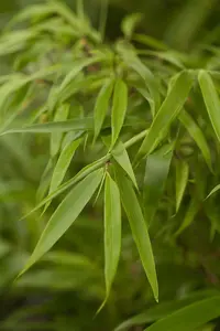 Fargesia rufa - LINERS P9 - image 5