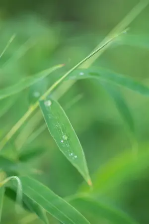 Fargesia rufa - P9 - image 4