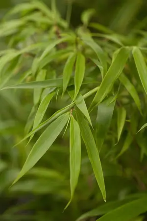 Fargesia rufa - 100-125 CM C2.5 - image 3