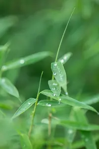 Fargesia rufa - 100-125 CM C2.5 - image 5