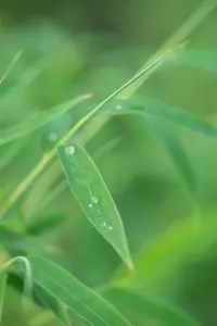 Fargesia rufa - 100-125 CM C30 - image 4