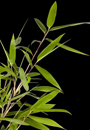 FARGESIA RUFA 10L - image 1