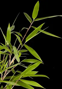FARGESIA RUFA