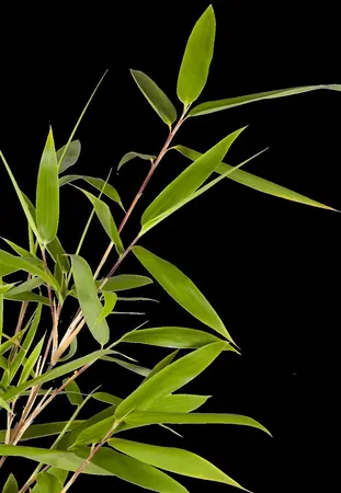Fargesia rufa - 7.5 Ltr pot - image 1