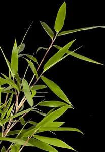 Fargesia rufa - 7.5 Ltr pot - image 1