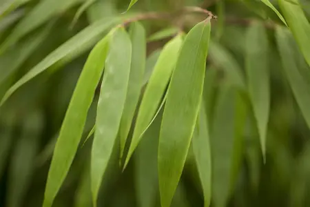 Fargesia rufa - LINERS P9 - image 3