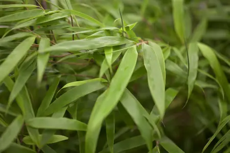 Fargesia rufa - 3 Ltr pot - image 4