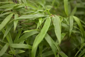 Fargesia rufa - 3 Ltr pot - image 4