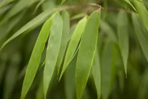 Fargesia rufa - 7.5 Ltr pot - image 3