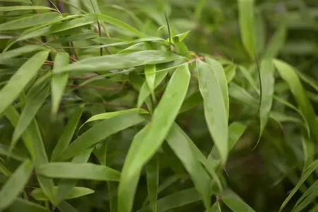 Fargesia rufa - 100-125 CM C2.5 - image 2