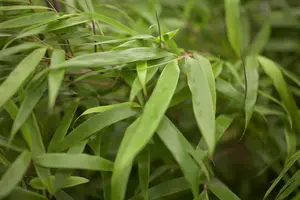 Fargesia rufa - 100-125 CM C2.5 - image 2