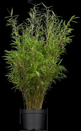 Fargesia rufa - 125-150 CM C5 - image 2