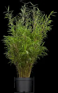 Fargesia rufa - 7.5 Ltr pot - image 2
