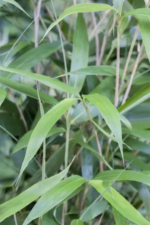 Fargesia scabrida 'Asian Wonder' - 80-100 CM C7.5 - image 3