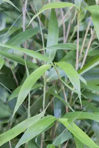 Fargesia scabrida 'Asian Wonder' - 60-80 CM C3 - image 2