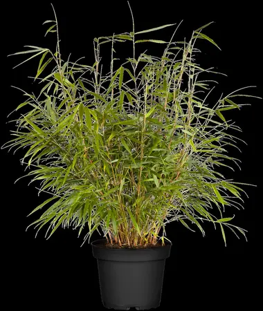 Fargesia scabrida 'Asian Wonder' - 80-100 CM C7.5 - image 2