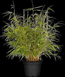 Fargesia scabrida 'Asian Wonder' - 80-100 CM C7.5 - image 2