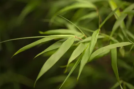 Fargesia scabrida 'Asian Wonder' - 60-80 CM C7.5 - image 1