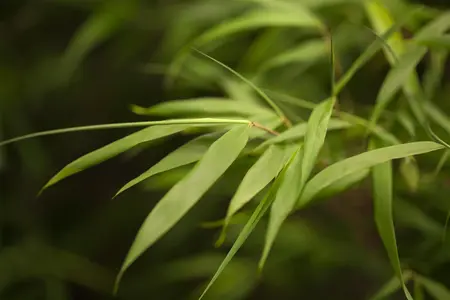 Fargesia scabrida 'Asian Wonder' - 150-175 CM C20 - image 1