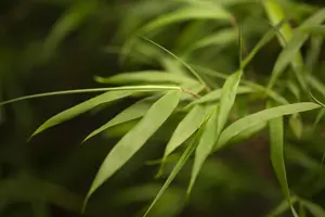 Fargesia scabrida 'Asian Wonder' - 150-175 CM C20 - image 1