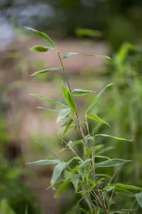 Fargesia 'Schensbossen' - 175-200 CM C10