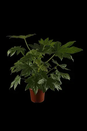 Fatsia japonica - LINERS 18 CEL TRAY P9 SIZE - image 1