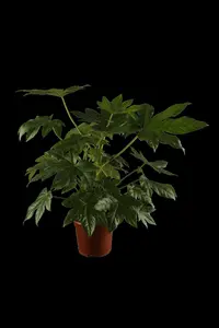 Fatsia japonica