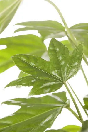 Fatsia japonica - LINERS 18 CEL TRAY P9 SIZE - image 5