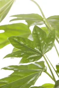Fatsia japonica - LINERS 18 CEL TRAY P9 SIZE - image 5