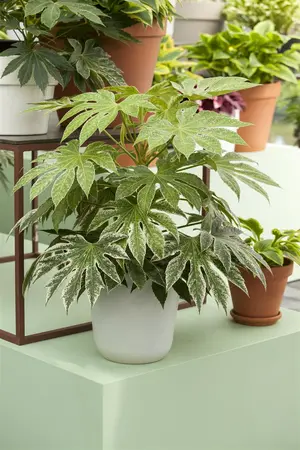 Fatsia japonica - 80-100 CM RB - image 3