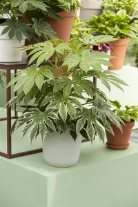 Fatsia japonica - 80-100 CM RB - image 3