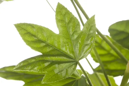 Fatsia japonica - LINERS 18 CEL TRAY P9 SIZE - image 4