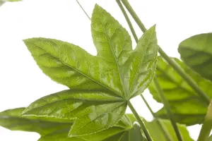 Fatsia japonica - LINERS 18 CEL TRAY P9 SIZE - image 4