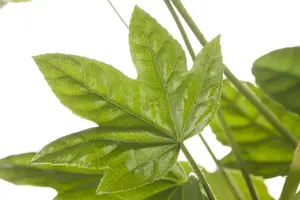 Fatsia japonica - 80-100 CM C12 - image 1