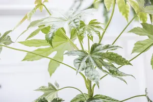 Fatsia japonica - 80-100 CM C12 - image 4