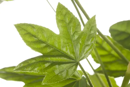 Fatsia japonica - 80-100 CM RB - image 1